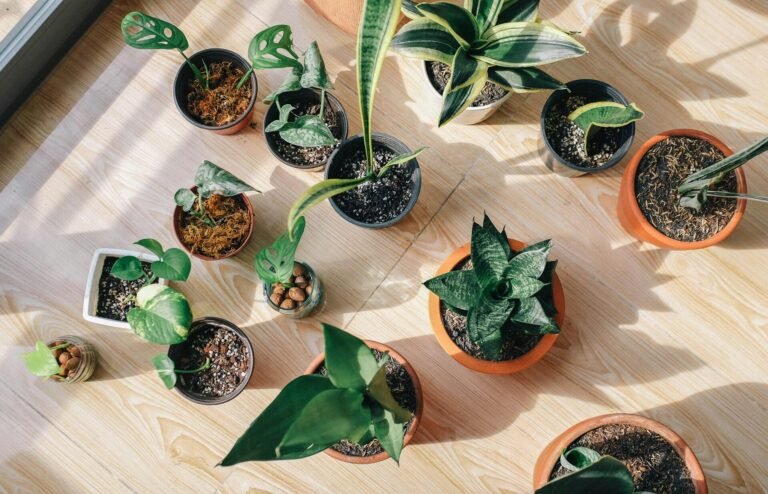 indoorgrove - indoor plants - homepage