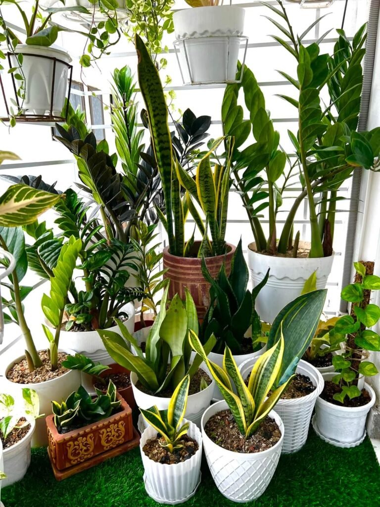 Indoor plants images -