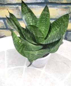 Snake Plant - indoor plant