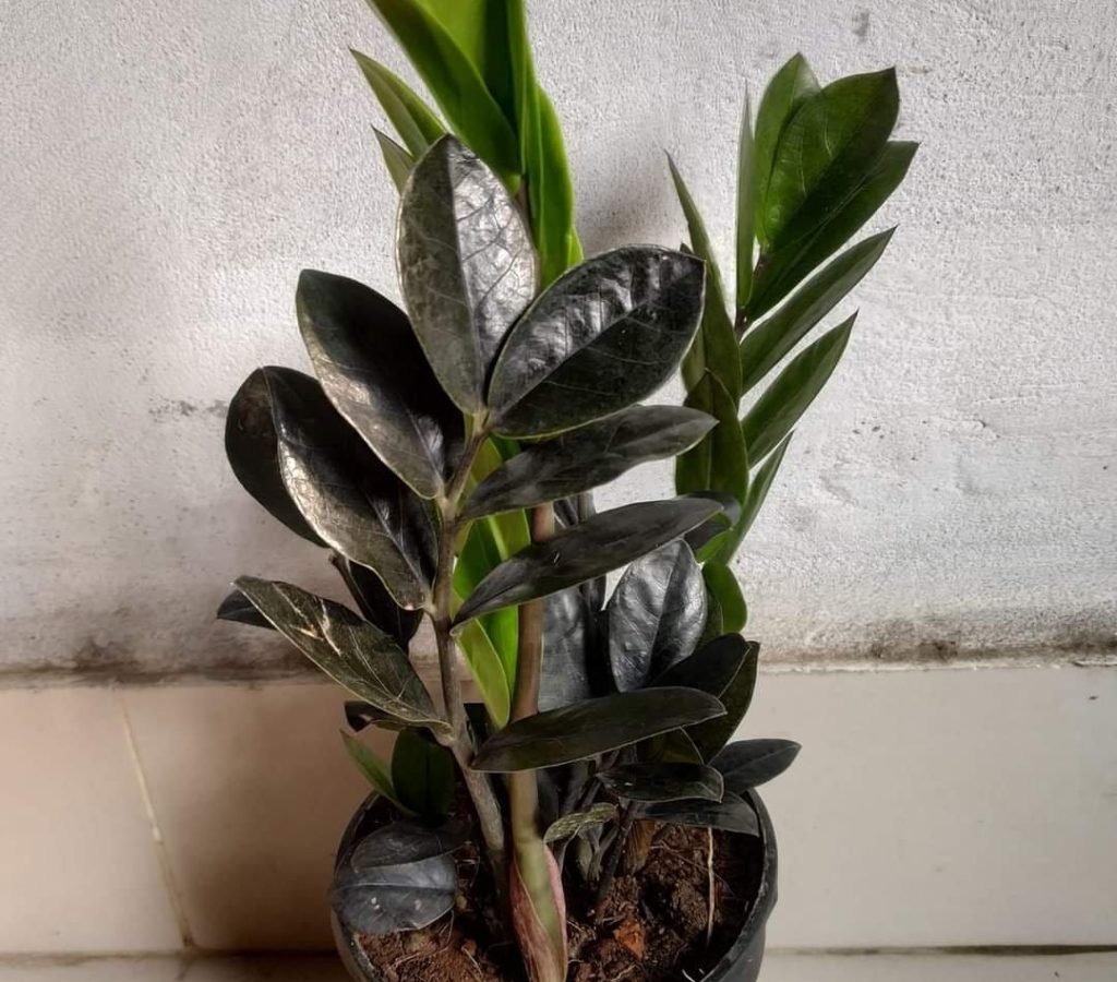 zz plant - indoor plant