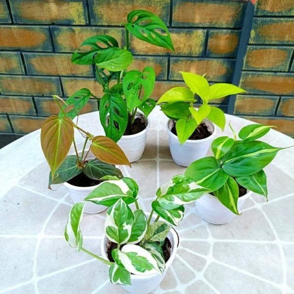 Indoor plants - houseplants - 000