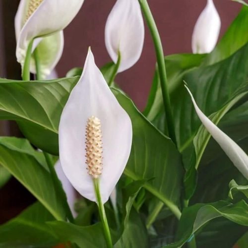 Peace Lily - houseplants - 00