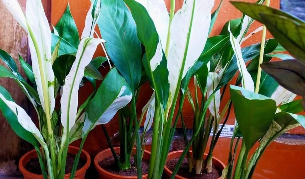 Peace Lily - Houseplant - 00