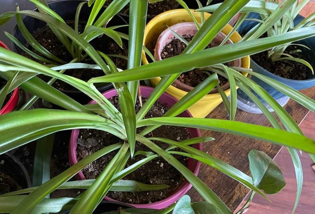 Spider-plants-houseplants