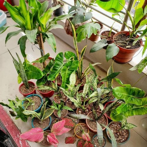 houseplants- indoor plants - 009