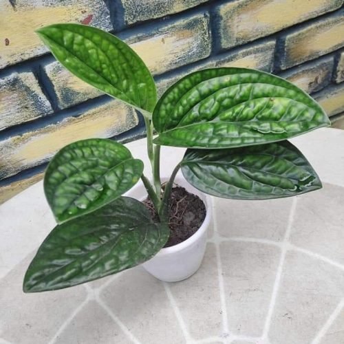 plant, indoor plant, houseplant 00